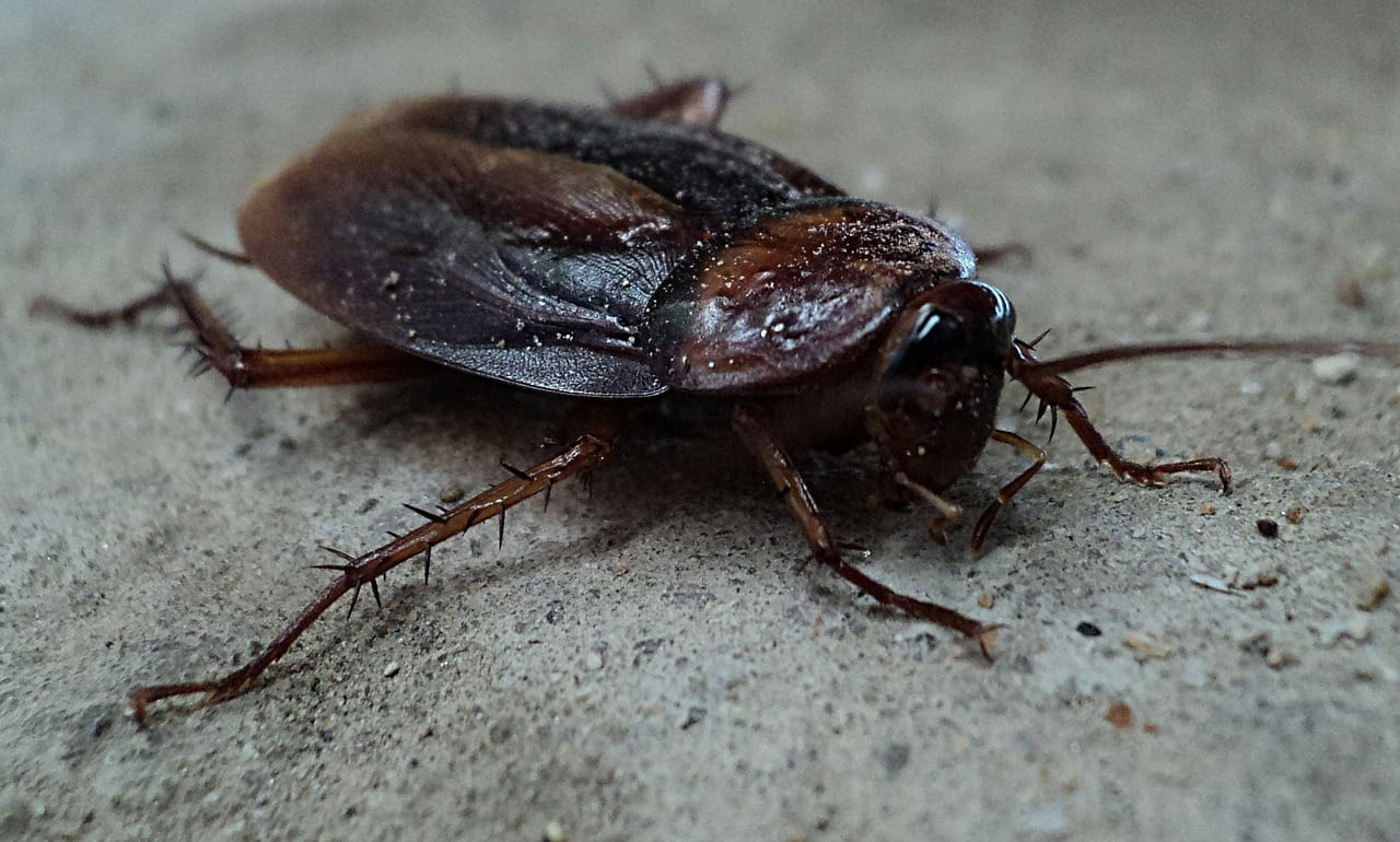 How to Choose the Best Pest Control Company
